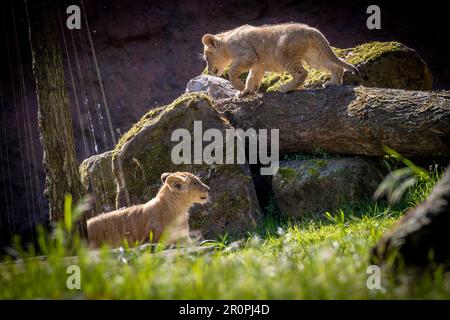 Hannover, Deutschland. 09. Mai 2023. Zwei junge Berberlöwen sind bei sonnigem Wetter in ihrem Gehege im Hannover Adventure Zoo unterwegs. Nachkommen unter den Löwen: Im Februar 2023 wurden drei Jungen im Zoo von Hannover geboren. Kredit: Moritz Frankenberg/dpa/Alamy Live News Stockfoto