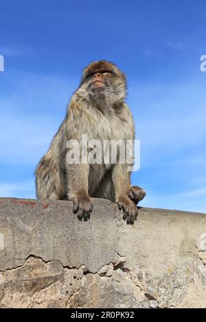 Barbary Macaque (Macaca sylvanus), alias Barbary Ape, Apes' Den, Nature Reserve, Gibraltar, Vereinigtes Königreich, Vereinigtes Königreich, Mittelmeer, Europa Stockfoto