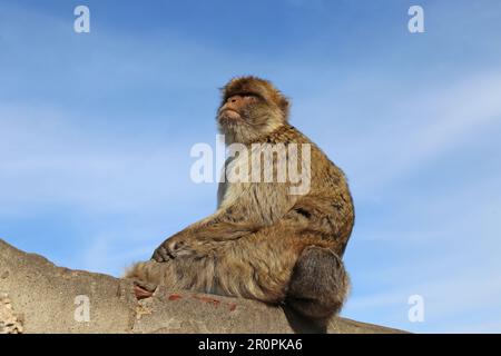 Barbary Macaque (Macaca sylvanus), alias Barbary Ape, Apes' Den, Nature Reserve, Gibraltar, Vereinigtes Königreich, Vereinigtes Königreich, Mittelmeer, Europa Stockfoto