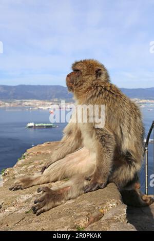 Barbary Macaque (Macaca sylvanus), alias Barbary Ape, Apes' Den, Nature Reserve, Gibraltar, Vereinigtes Königreich, Vereinigtes Königreich, Mittelmeer, Europa Stockfoto