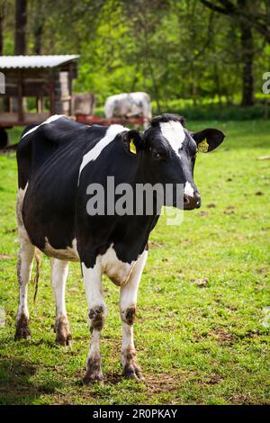 Kuh der Rinderrasse Holstein-Friesian Stockfoto