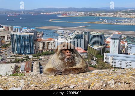 Barbary Macaque (Macaca sylvanus), alias Barbary Ape, maurisches Schloss, Naturschutzgebiet, Gibraltar, Vereinigtes Königreich, Vereinigtes Königreich, Mittelmeer, Europa Stockfoto