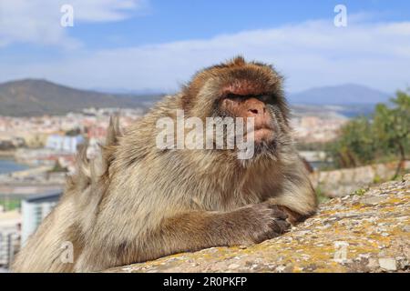 Barbary Macaque (Macaca sylvanus), alias Barbary Ape, maurisches Schloss, Naturschutzgebiet, Gibraltar, Vereinigtes Königreich, Vereinigtes Königreich, Mittelmeer, Europa Stockfoto