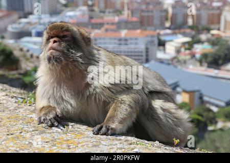 Barbary Macaque (Macaca sylvanus), alias Barbary Ape, maurisches Schloss, Naturschutzgebiet, Gibraltar, Vereinigtes Königreich, Vereinigtes Königreich, Mittelmeer, Europa Stockfoto