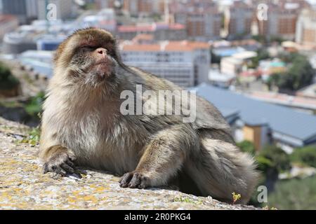 Barbary Macaque (Macaca sylvanus), alias Barbary Ape, maurisches Schloss, Naturschutzgebiet, Gibraltar, Vereinigtes Königreich, Vereinigtes Königreich, Mittelmeer, Europa Stockfoto