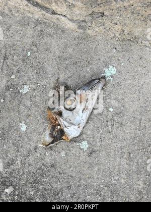 Tote Fische, die in Südkorea auf dem Boden oder auf dem Bürgersteig liegen Stockfoto