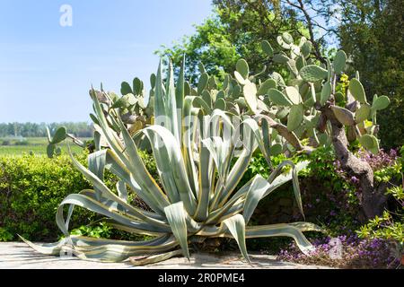 Große Rebsortenpflanze des Jahrhunderts (Agave americana variegata) und Berberfeige (Opuntia ficus-indica) in einem mediterranen Garten. Stockfoto