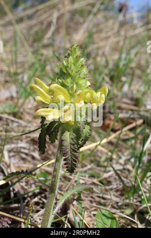 Die restaurierte Hochgras-Prärie in Morton Grove, Illinois, ist ein Auftakt mit Wildblumen aus Holz Stockfoto