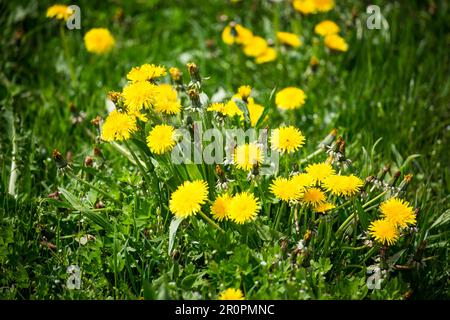 Löwenzahnwiese im Frühjahr, Altmühltal, Bayern, Deutschland Stockfoto