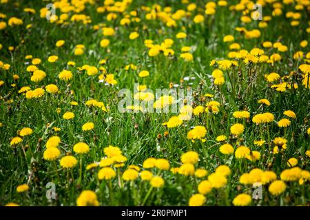 Löwenzahnwiese im Frühjahr, Altmühltal, Bayern, Deutschland Stockfoto