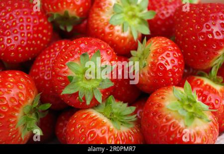 Nahaufnahme frischer roter Erdbeeren im Mai aus Holland. Stockfoto