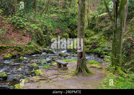 Plas Cadnant Hidden Gardens ein wunderschöner Garten in der Menai Bridge, Anglesey, Nordwales. Sie ist regelmäßig der Öffentlichkeit zugänglich und sehr interessant. Stockfoto