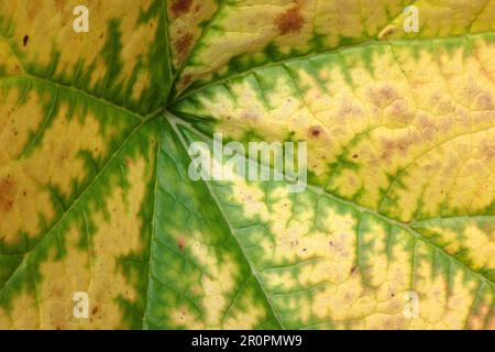Extreme Nahaufnahme eines Herbstblattes eines Kaiserapels (Acer platanoides). Gelbe und grüne natürliche Textur als Hintergrund Stockfoto