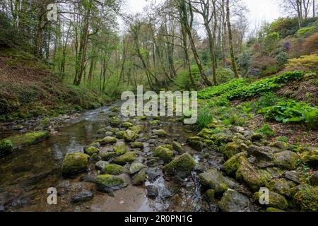 Plas Cadnant Hidden Gardens ein wunderschöner Garten in der Menai Bridge, Anglesey, Nordwales. Sie ist regelmäßig der Öffentlichkeit zugänglich und sehr interessant. Stockfoto