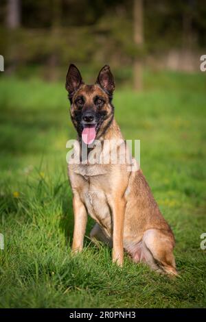 Belgischer Schäferhund (Malinois), der auf einer Wiese sitzt Stockfoto