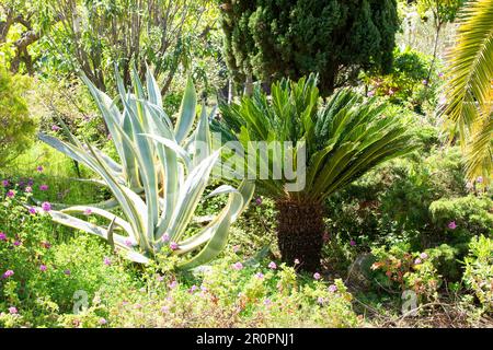 Variegated Century Plant (Agave americana variegata) und Sagopalme (Cycas Revoluta) in einem mediterranen Garten. Stockfoto