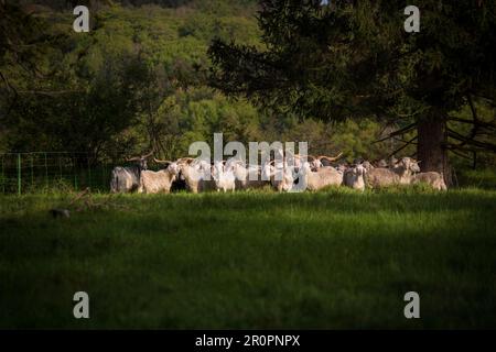 Eine Schafherde weidet auf der Reuther Platte, einer Hügel- und frühkeltischen Siedlung im Altmühltal, Bayern, Europa Stockfoto