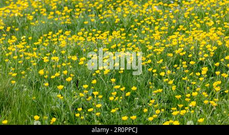 Nahaufnahme einer Wiese voller gelber Butterblumen inmitten des grünen Grases Stockfoto