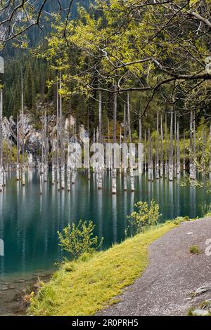 Tote untergetauchte Bäume im Kaindy (Kaiyndy)-See im Südosten Kasachstans. Stockfoto