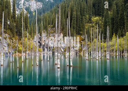 Tote untergetauchte Bäume im Kaindy (Kaiyndy)-See im Südosten Kasachstans. Stockfoto