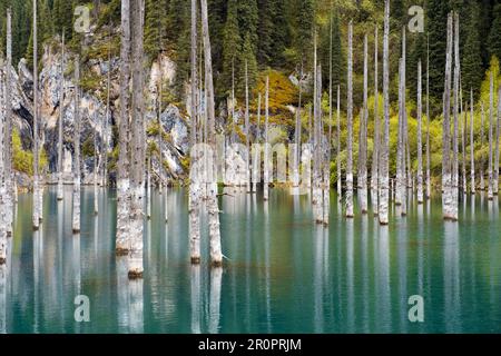 Tote untergetauchte Bäume im Kaindy (Kaiyndy)-See im Südosten Kasachstans. Stockfoto