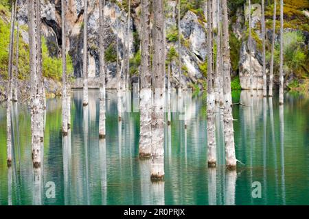 Nahaufnahme von toten untergetauchten Bäumen im Kaindy (Kaiyndy)-See im Südosten Kasachstans. Stockfoto