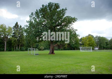 Im Sommer wachsen Eichen im Stadion auf der Insel saaremaa in estland Stockfoto