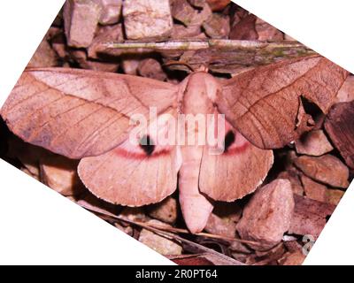 Saturniid Motte (Familie Saturniidae) Syssphinx molina Motte (weiblich) Spezies isoliert auf einem natürlichen Hintergrund aus dem Dschungel von Belize Stockfoto