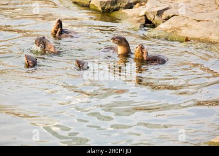 Alle Mitglieder einer glatt beschichteten Otterfamilie versammeln sich in einem Reservoir, bevor sie ins Meer zurückkehren, Singaproe Stockfoto