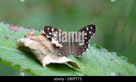 Gesprenkelter Holzschmetterling (Pararge Aegeria), der auf einem toten Blatt und grünen Blatt ruht Stockfoto