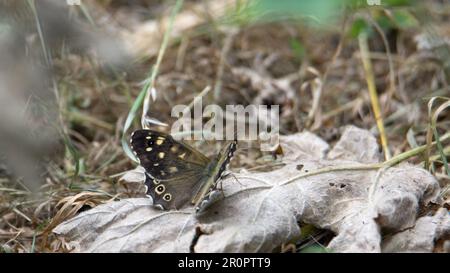 Gesprenkelter Holzschmetterling (Pararge Aegeria), der auf einem toten Blatt ruht Stockfoto