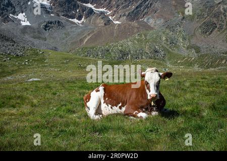 Eine gefleckte Kuh ruht beim Wiederkäuern auf einer Bergweide Stockfoto