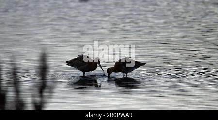 Zwei Feuchtvögel stehen in flachem Wasser in Silhouette Stockfoto