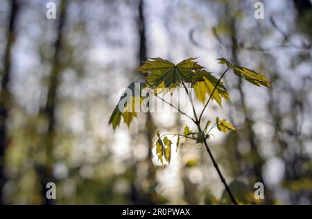 Blätter vor dem Hintergrund der Sonne, die durch die Blätter von Bäumen im Wald bricht Stockfoto