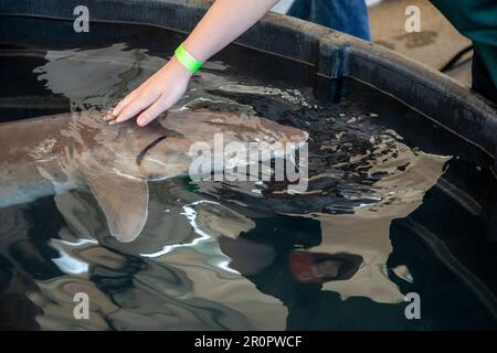 Detroit, Michigan - die USA Fish and Wildlife Service veranstaltet „Sturgeon Day“ im Milliken State Park. Sie zeigten einen Seesturgeon (Acipenser fulvescen Stockfoto