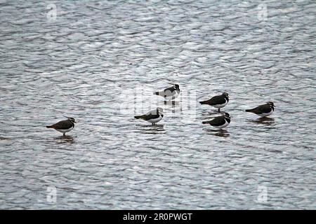 Kleine Gruppe von Peewit oder nördlichem Lapwing (Vanellus vanellus) im flachen Wasser Stockfoto