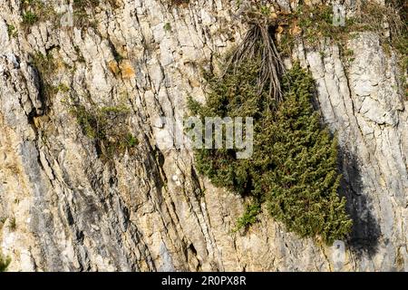 Das Fondry-des-chiens liegt im Naturpark Viroin-Hermeton in der Nähe von Nismes und ist ein einzigartiges Naturschutzgebiet. Hängende Kiefer an der Klippe | Le Fondry d Stockfoto