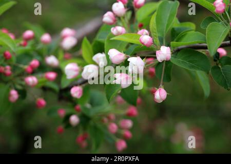 Apfelblüte auf einem Ast im Frühlingsgarten. Rosa-weiße Knospen mit grünen Blättern Stockfoto