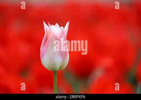 Rosa Tulpe auf rotem Blumenhintergrund. Das Feld der blühenden Tulpen im Frühling Stockfoto