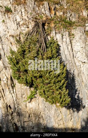 Das Fondry-des-chiens liegt im Naturpark Viroin-Hermeton in der Nähe von Nismes und ist ein einzigartiges Naturschutzgebiet. Hängende Kiefer an der Klippe | Le Fondry d Stockfoto