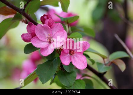 Apfelblüte auf einem Ast im Frühlingsgarten. Rote Blumen mit grünen Blättern Stockfoto