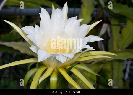 Die Drachenfruchtpflanze beginnt im Sommer oder Herbstabend in hübsche weiße Blumen zu platzen Stockfoto