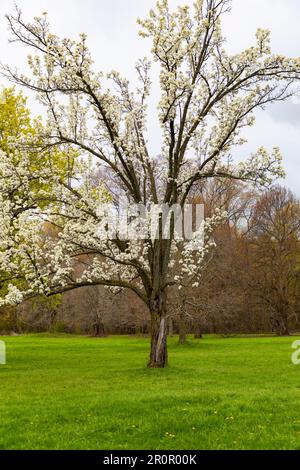 Capitaine Birne, Pyrus Calleryana-Baum in Blüte. Royal Botanical Gardens Hamilton Ontario, Kanada Stockfoto