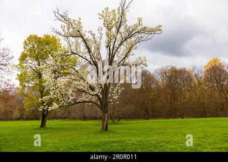 Capitaine Birne, Pyrus Calleryana-Baum in Blüte. Royal Botanical Gardens Hamilton Ontario, Kanada Stockfoto