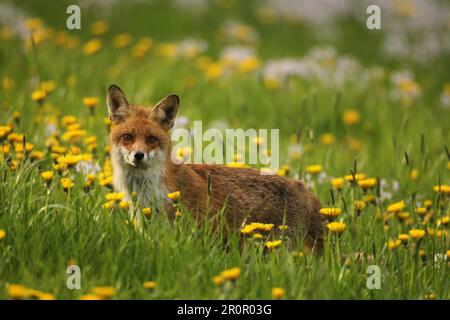 Rotfuchs (Vulpes vulpes) im blühenden Löwenzahn (Taraxacum) Allgaeu, Bayern, Deutschland Stockfoto