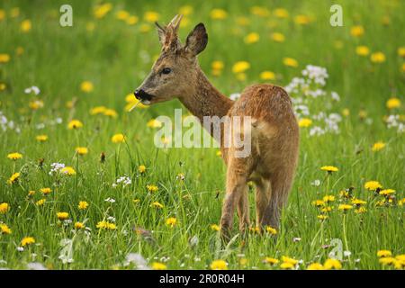 Europäischer Rothirsch (Capreolus capreolus) Jungbuck, der sich auf der Wiese zwischen blühendem Löwenzahn (Taraxacum) und Wiesenschaumwort, Allgaeu, ernährt Stockfoto