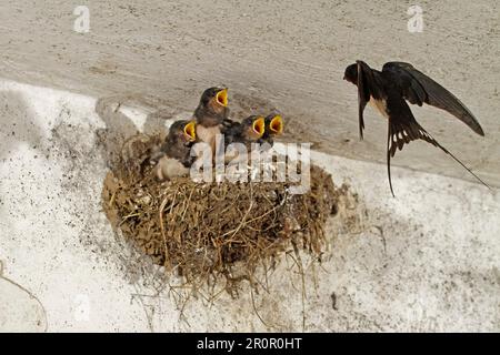 Schwalbe (Hirundo rustica), Jugendliche Stockfoto