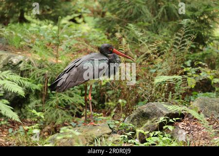 Schwarzstorch (Ciconia nigra), Nationalpark, Bayerischer Wald, Bayern, Deutschland, Unverlierbar Stockfoto