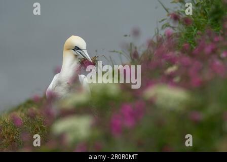 Nördlicher Gannet (Morus bassanus), ausgewachsener Vogel, der Nistmaterial unter blühenden Red campion Pflanzen auf einer Klippe sammelt, Yorkshire, England Stockfoto