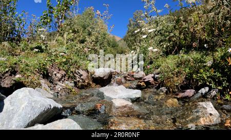 Waldquelle oder Bach im Sommer, grünes Laub, hohes Grün und Felsen - Foto der Natur Stockfoto